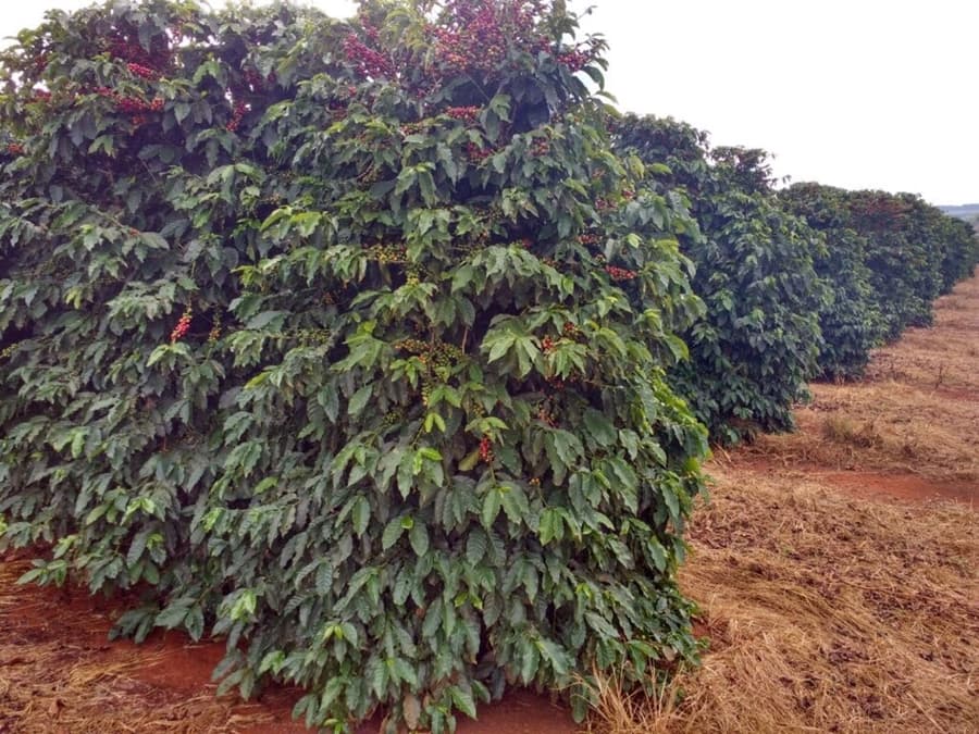 Brazylia Benedito Inacio - kawa od Good Coffee, Brazylia