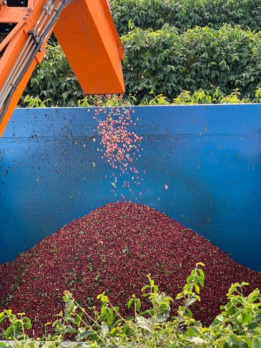 Brazylia Tropicana - kawa od Good Coffee, Brazylia