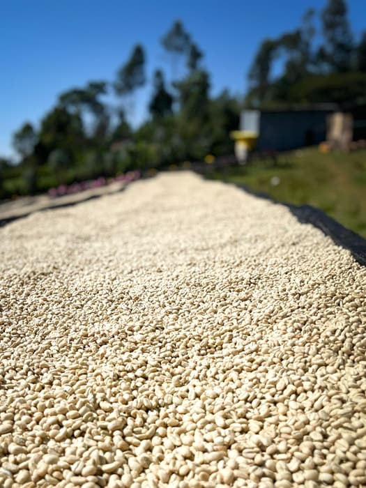 Etiopia Bochesa - kawa od Good Coffee, Etiopia