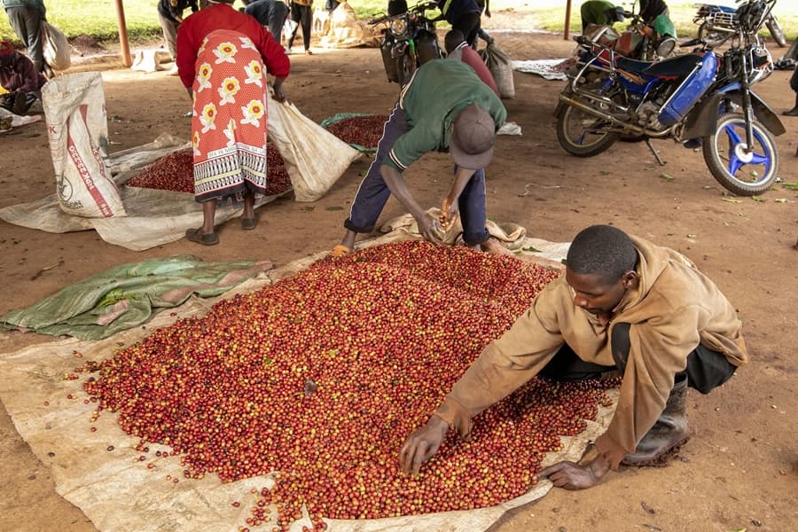 Kenia Mugaya - kawa od Good Coffee, Kenia