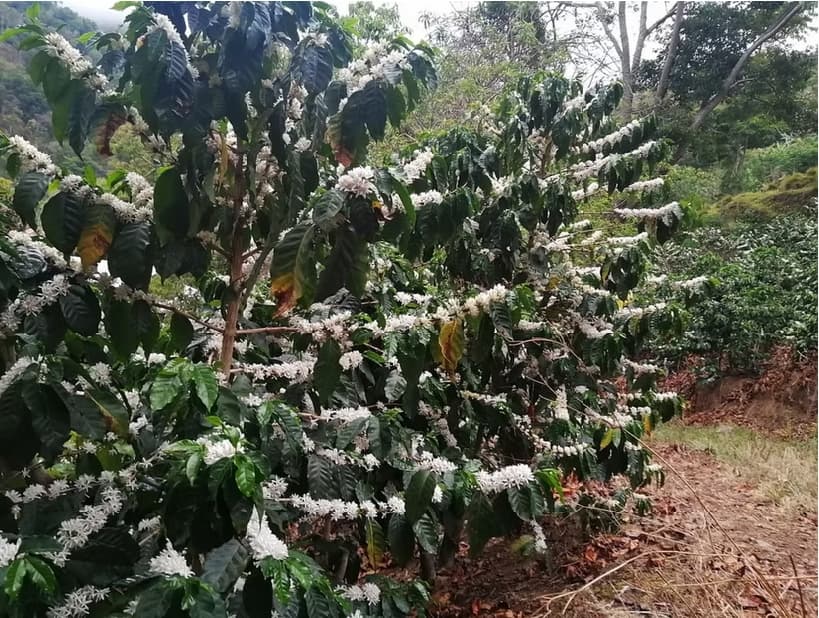 Kostaryka los Alpes - kawa od Good Coffee, Kostaryka