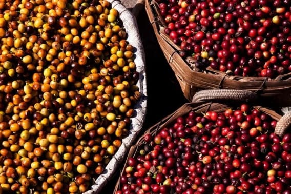 > Brazylia Mantiqueira de Minas "Nutty Honey" - kawa od Mastro Antonio, Brazylia