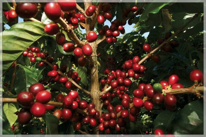 Kenia Gicherori AA - kawa od Mastro Antonio, Kenia