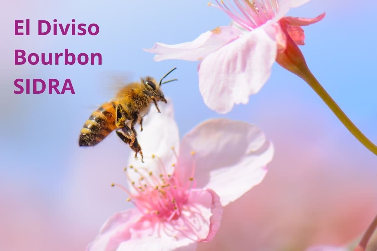 Kolumbia El Diviso Bourbon SIDRA - kawa od Mastro Antonio, Kolumbia