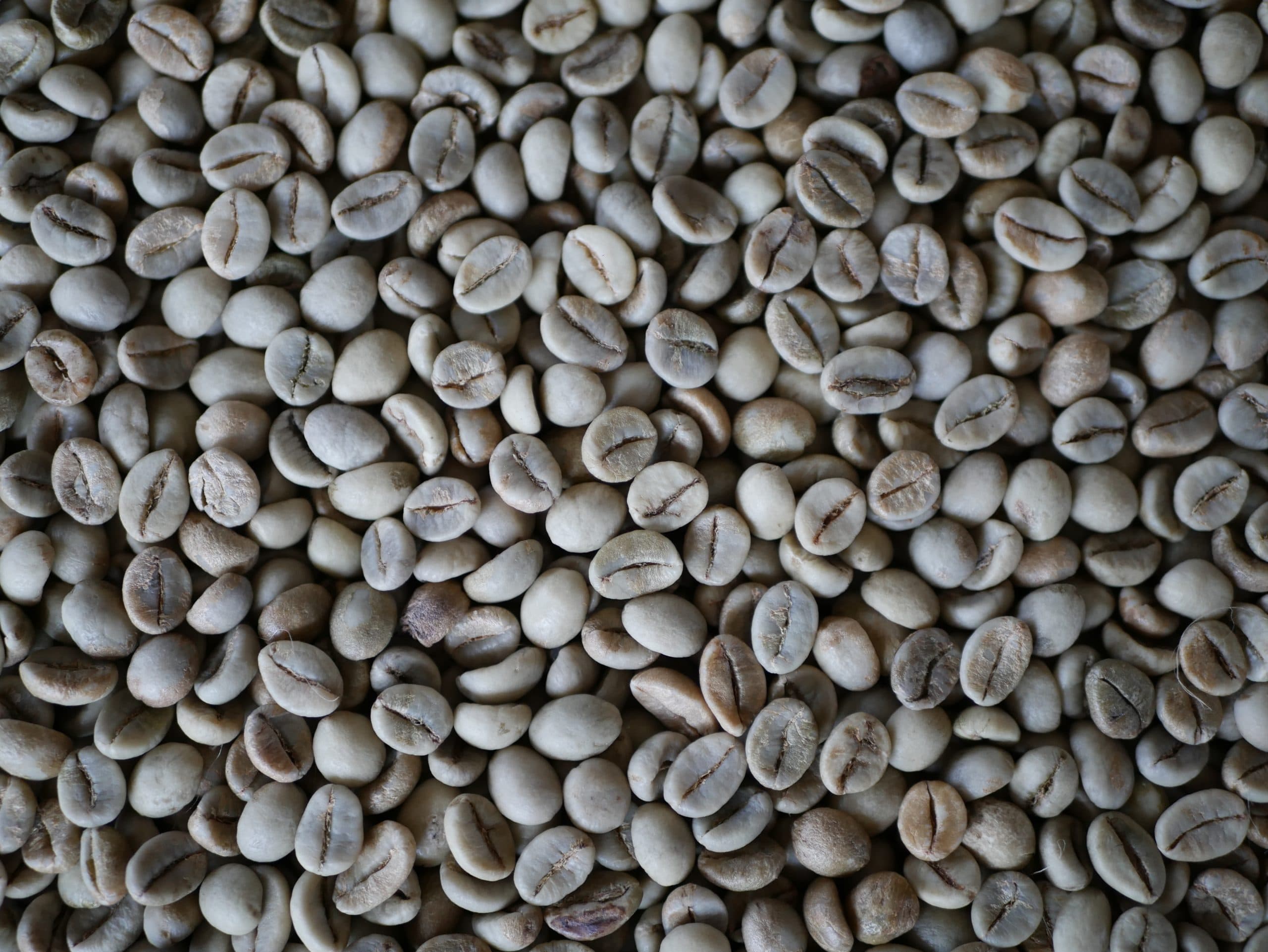 India Kaapi Royale - kawa od Palarnia Meksyk, Meksyk