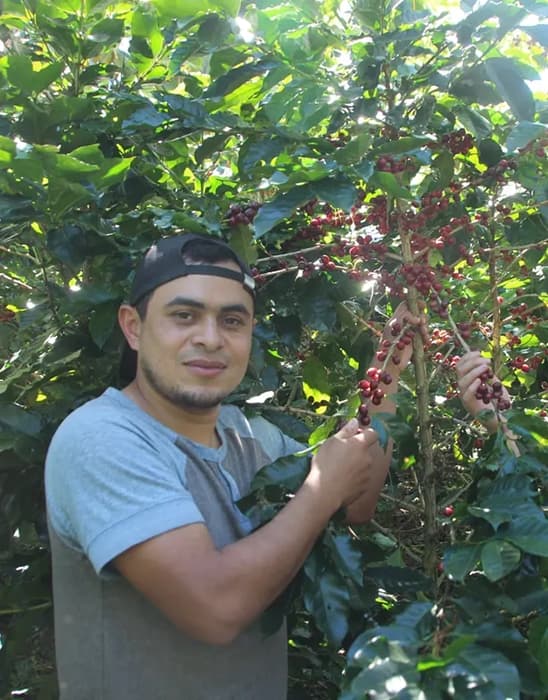 Honduras Roy Hernandez - kawa od Good Coffee, Honduras