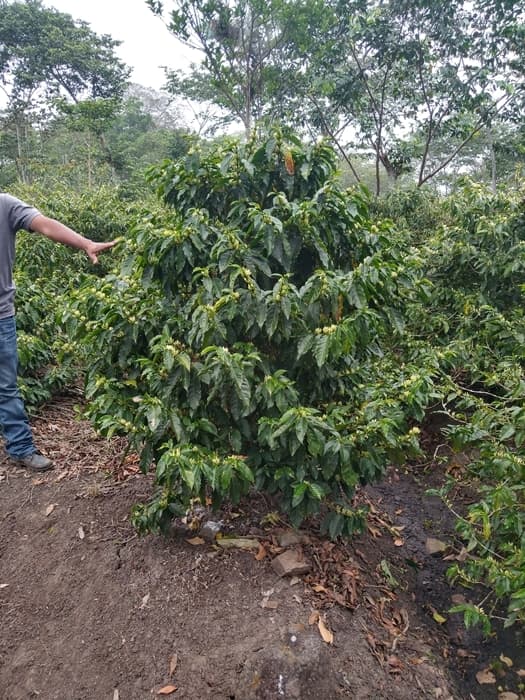 Nikaragua Laurina La Escondida - kawa od Good Coffee, Nikaragua