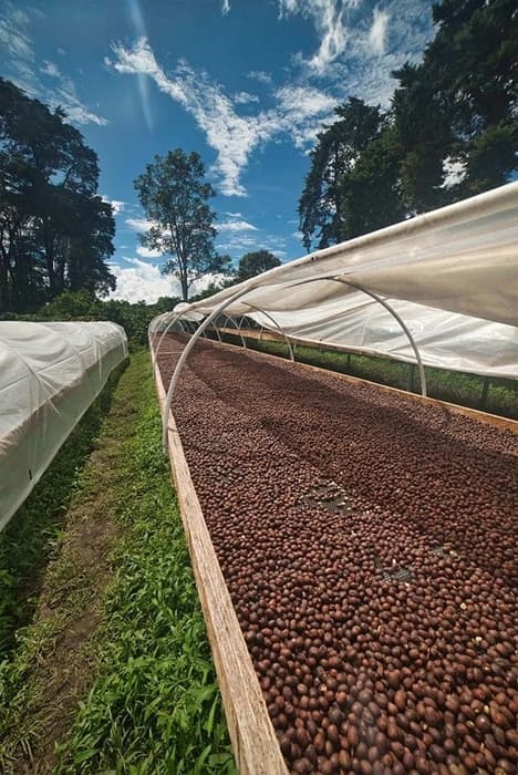 Panama Bonita Springs - kawa od Good Coffee, Panama