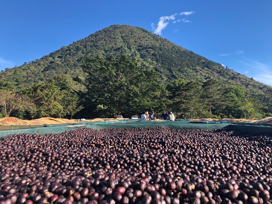Salwador Los Angeles - kawa od Good Coffee, Salwador