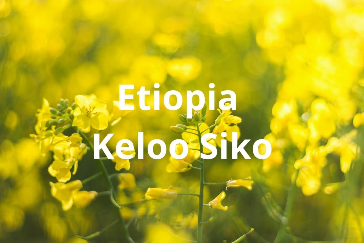 Etiopia Keloo Siko - kawa od Mastro Antonio, Etiopia