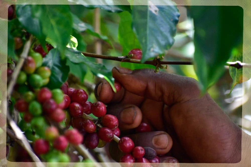 Etiopia Yirgacheffe KOKE Honey Gr. 1 - kawa od Mastro Antonio, Etiopia