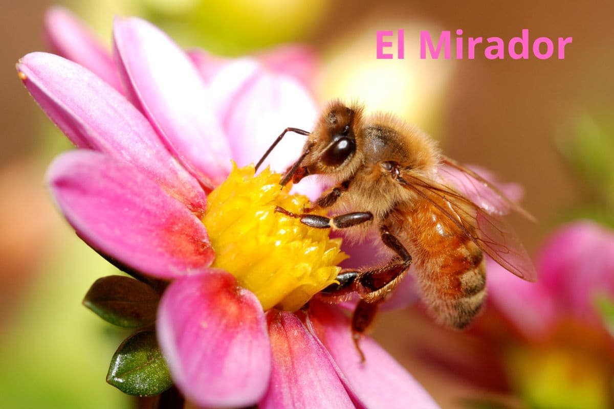 Kolumbia El Mirador Yellow Fruits Nectar Special Edition - kawa od Mastro Antonio, Kolumbia