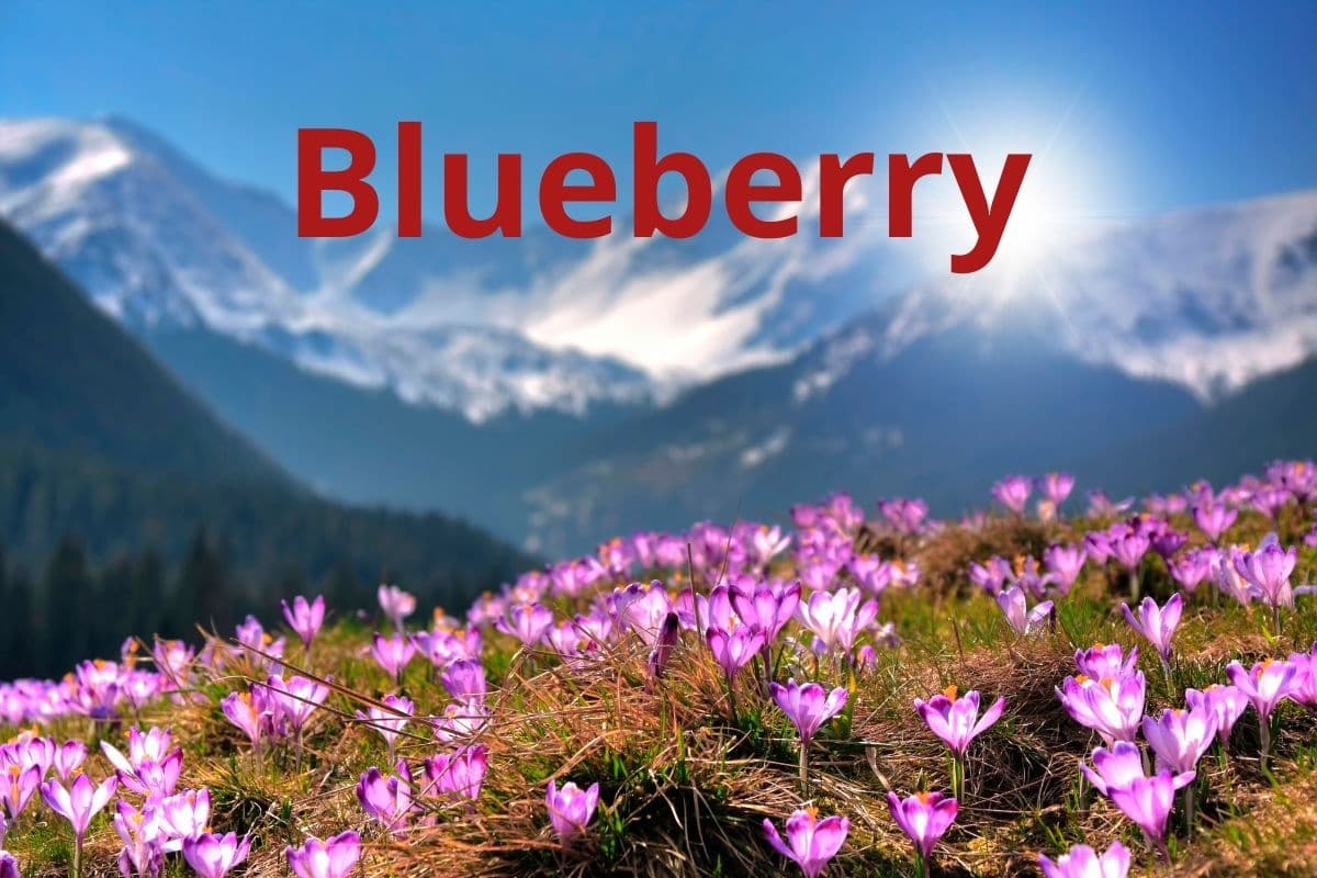 Kolumbia Monteblanco Caturra Bourbon BLUEBERRY - kawa od Mastro Antonio, Kolumbia