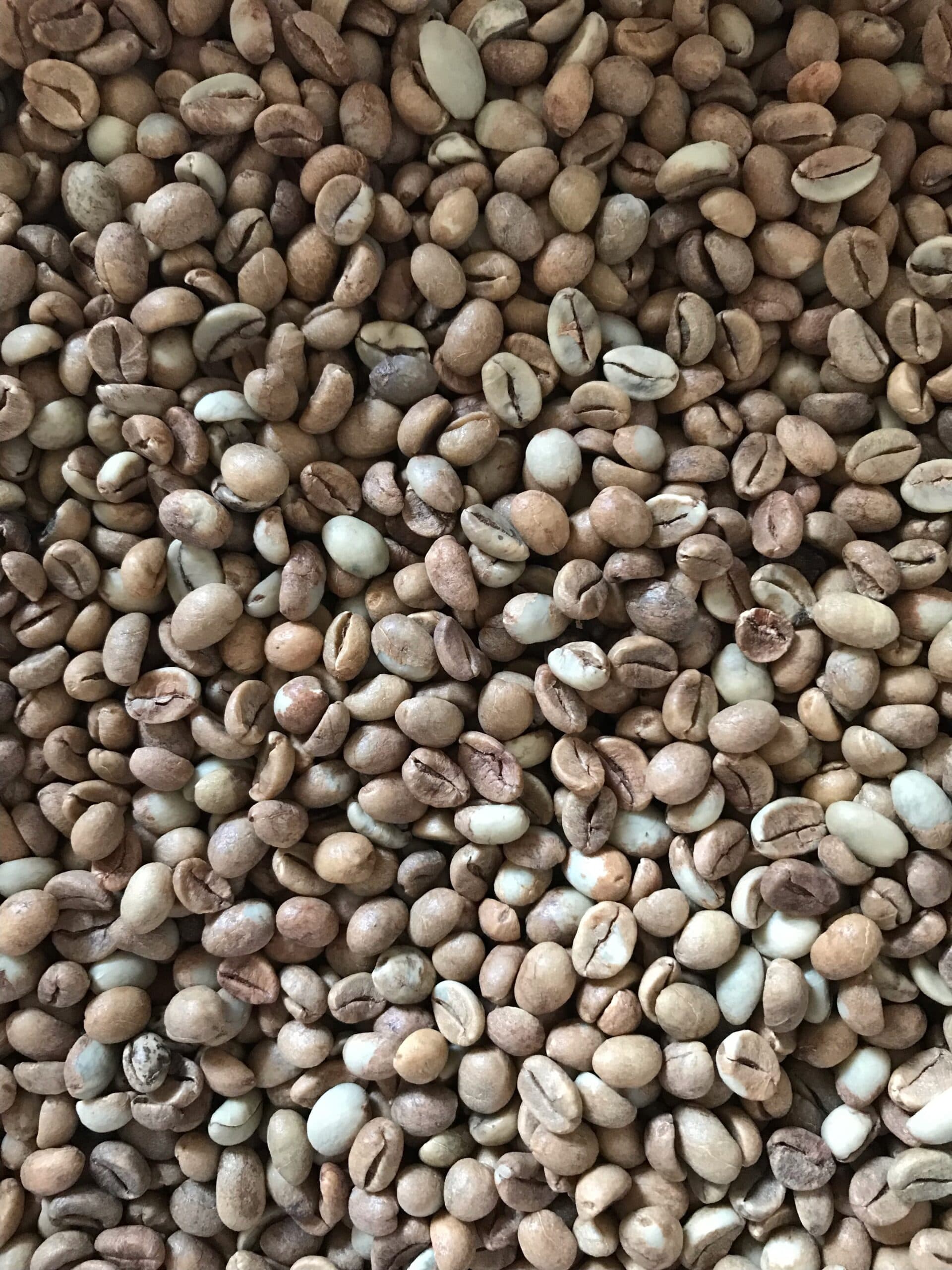 Brazil Robusta Conilon - kawa od Palarnia Meksyk, Meksyk