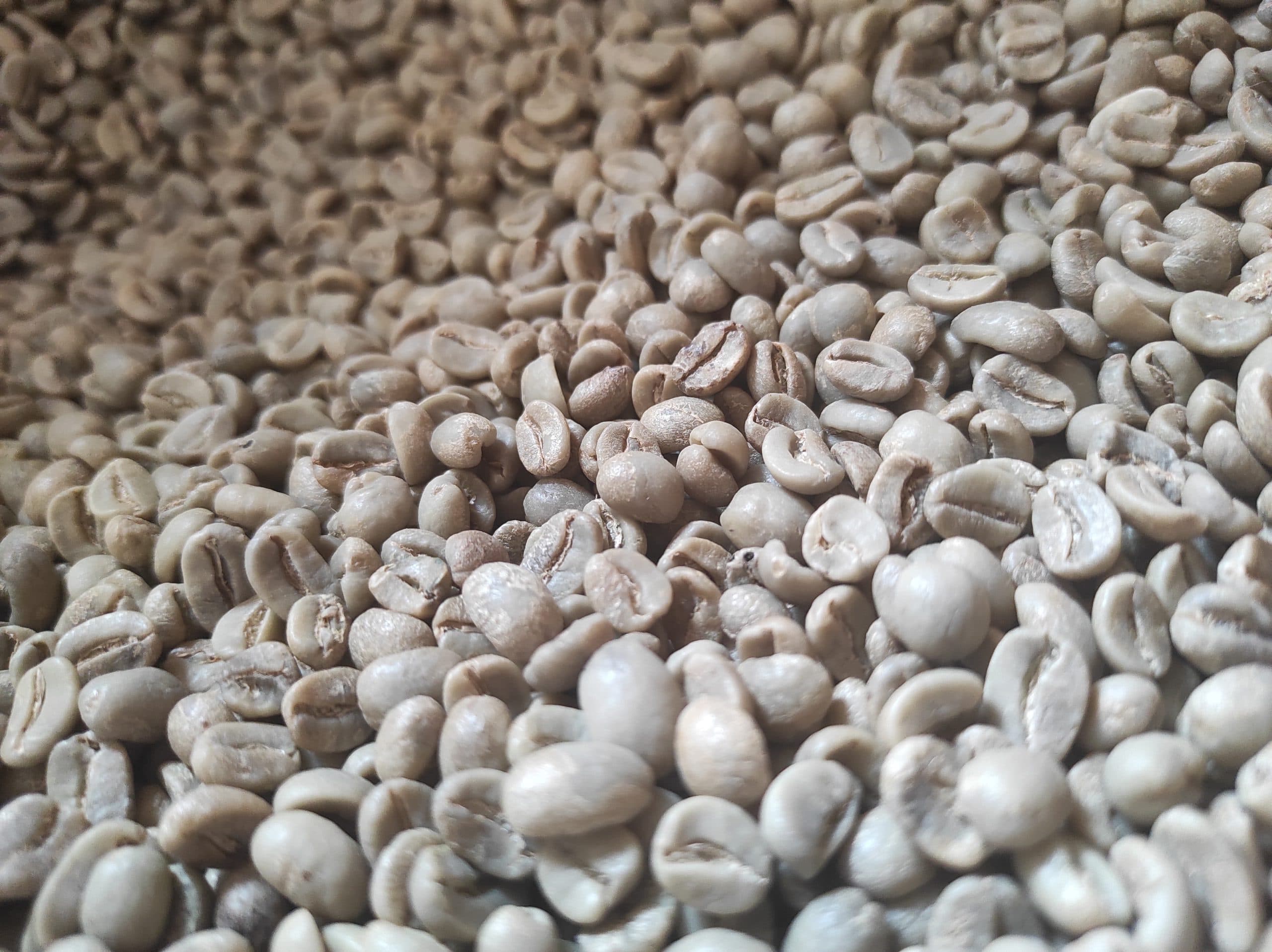 Guatemala Las Amapolas - kawa od Palarnia Meksyk, Meksyk